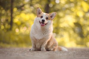 Welsh Corgi Pembroke - Furia Corgi.pl_Furia_sesja_Boo_the_Corgi_3