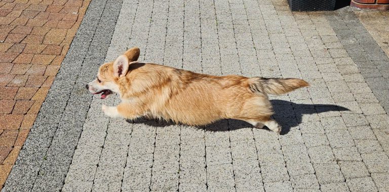 corgi bul-corg FCI corgi bul-corg FCI