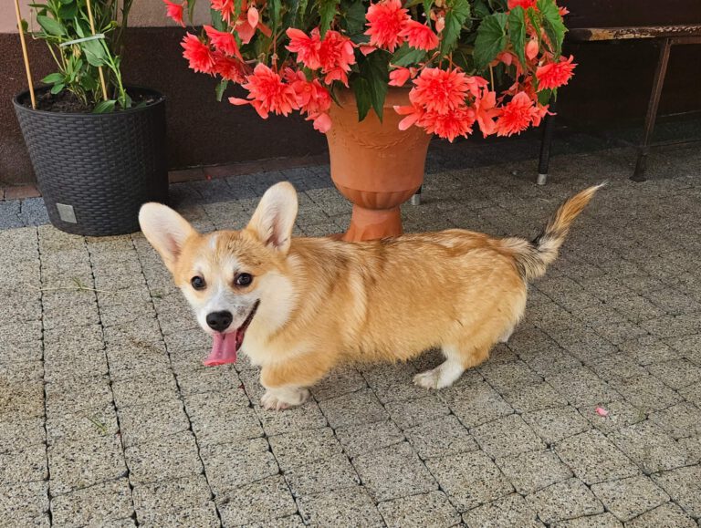 corgi bul-corg FCI corgi bul-corg FCI