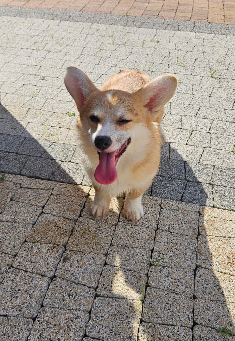 corgi bul-corg FCI corgi bul-corg FCI