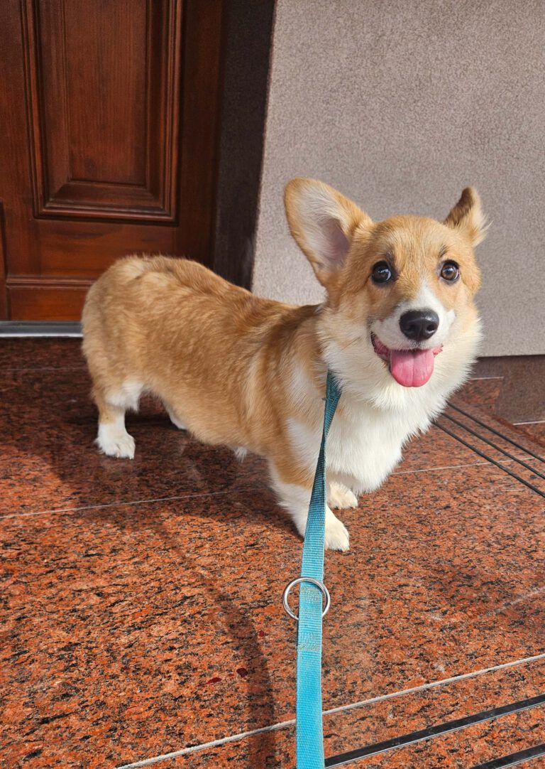 corgi bul-corg FCI corgi bul-corg FCI