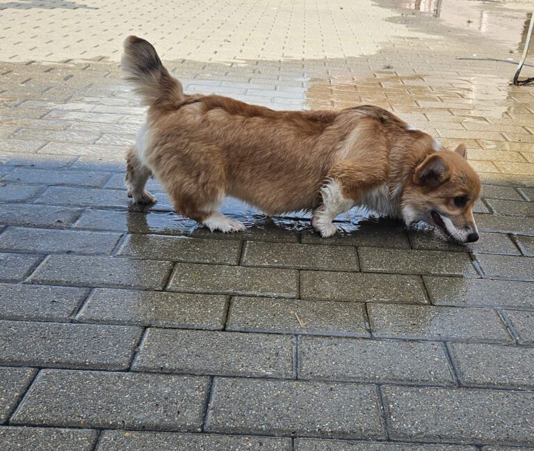 corgi bul-corg FCI corgi bul-corg FCI
