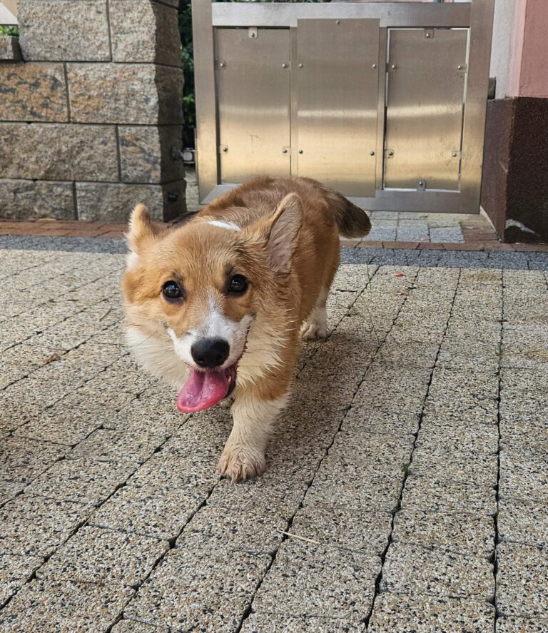 corgi bul-corg FCI corgi bul-corg FCI