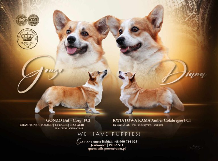 Queen Tails Power FCI corgi Queen Tails Power FCI corgi