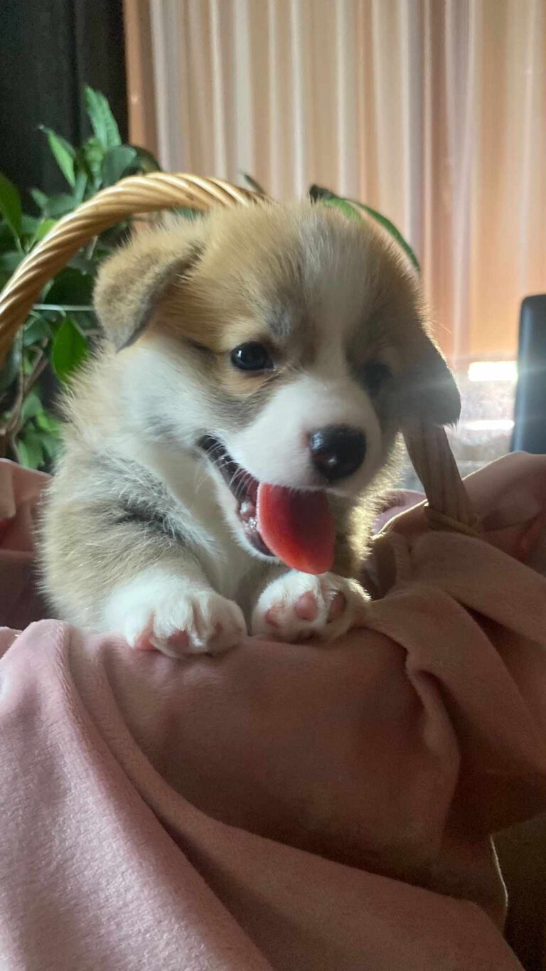 Queen Tails Power FCI corgi Queen Tails Power FCI corgi