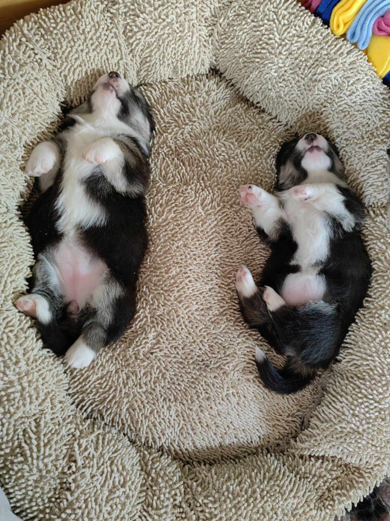 Queen Tails Power FCI corgi Queen Tails Power FCI corgi