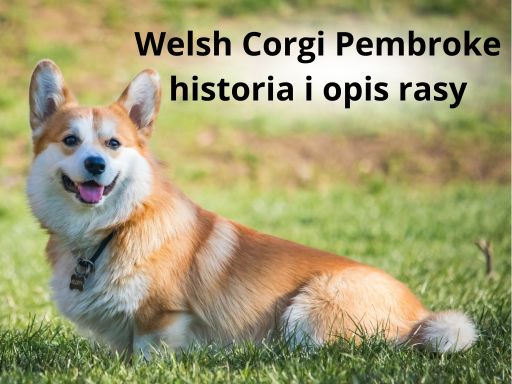 Welsh Corgi Pembroke – historia i opis rasy Welsh Corgi Pembroke – historia i opis rasy
