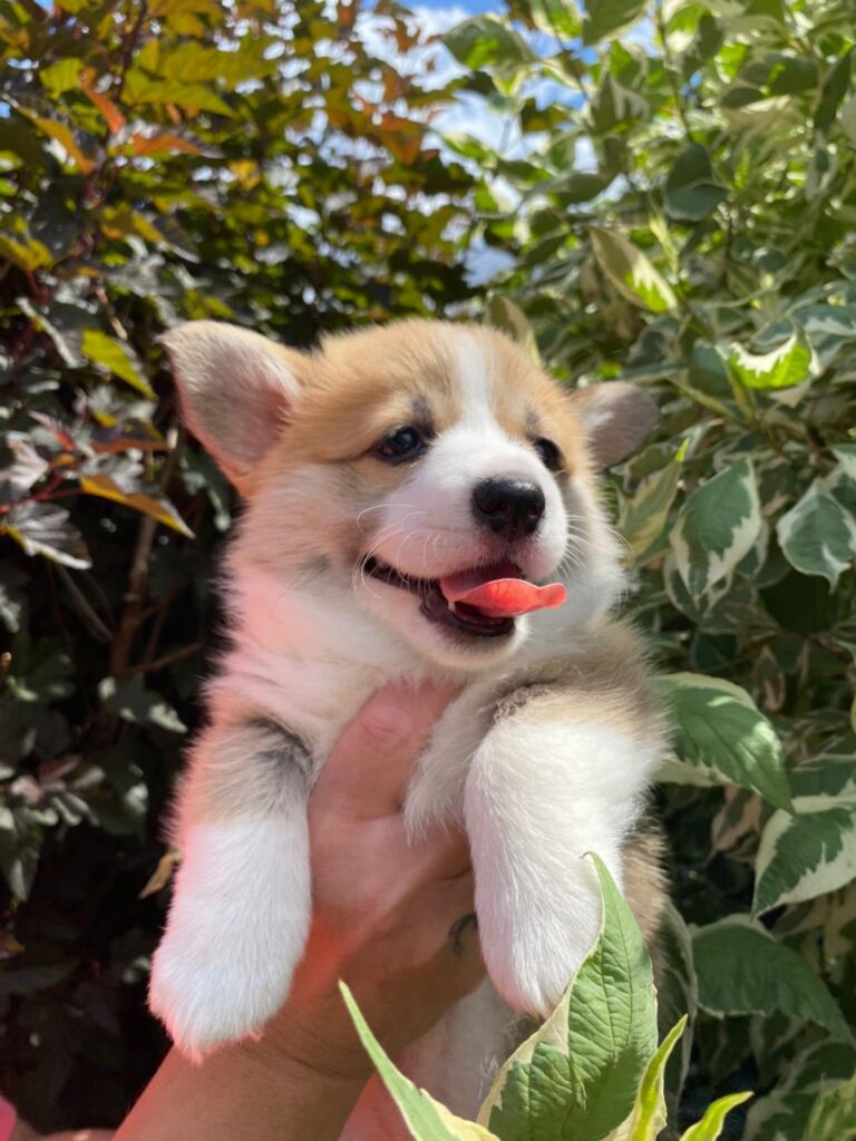 Corgi Queen Tails Power FCI Corgi Queen Tails Power FCI