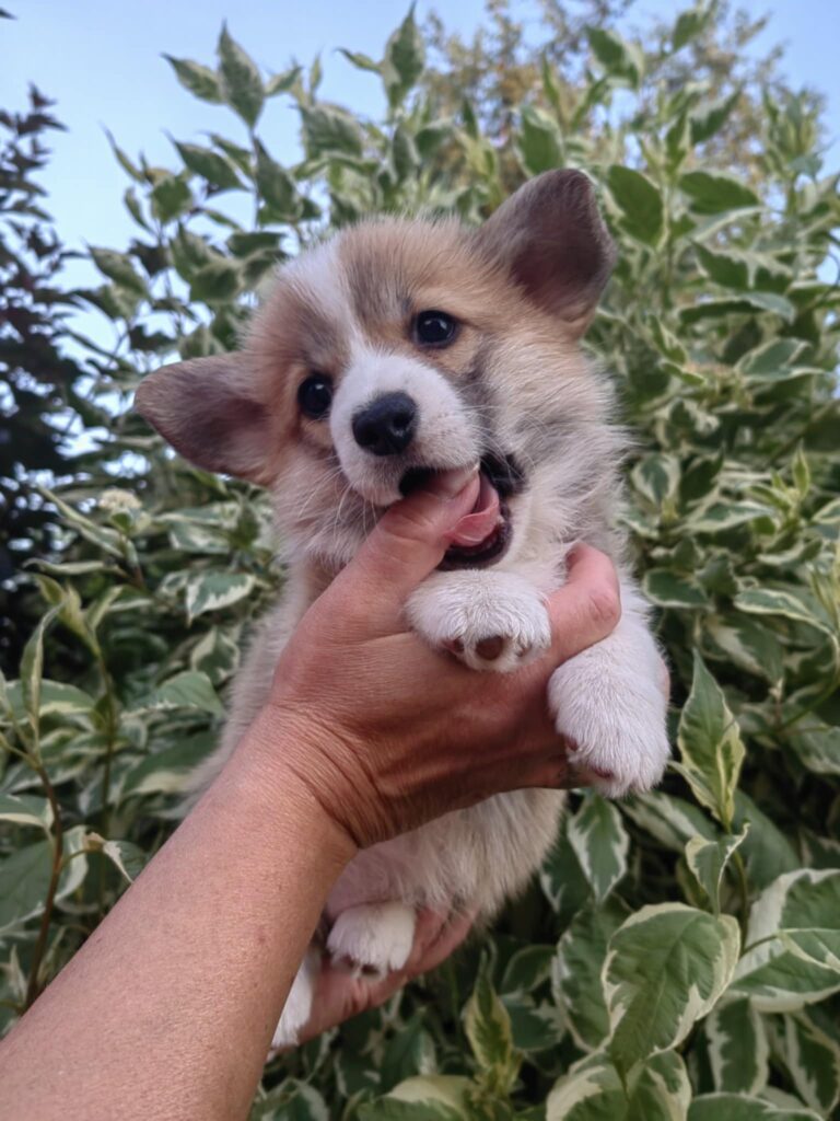 Corgi Queen Tails Power FCI Corgi Queen Tails Power FCI