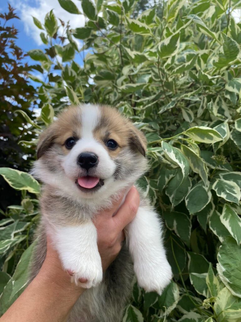 Corgi Queen Tails Power FCI Corgi Queen Tails Power FCI