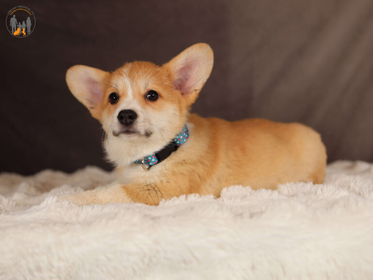 Lubelski Tropiciel FCI