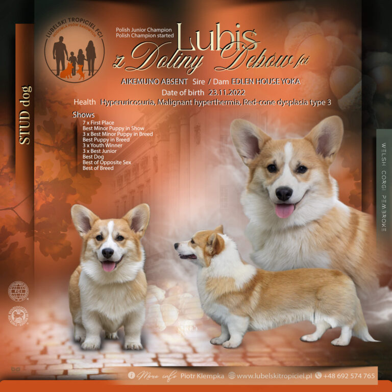 Lubelski Tropiciel FCI